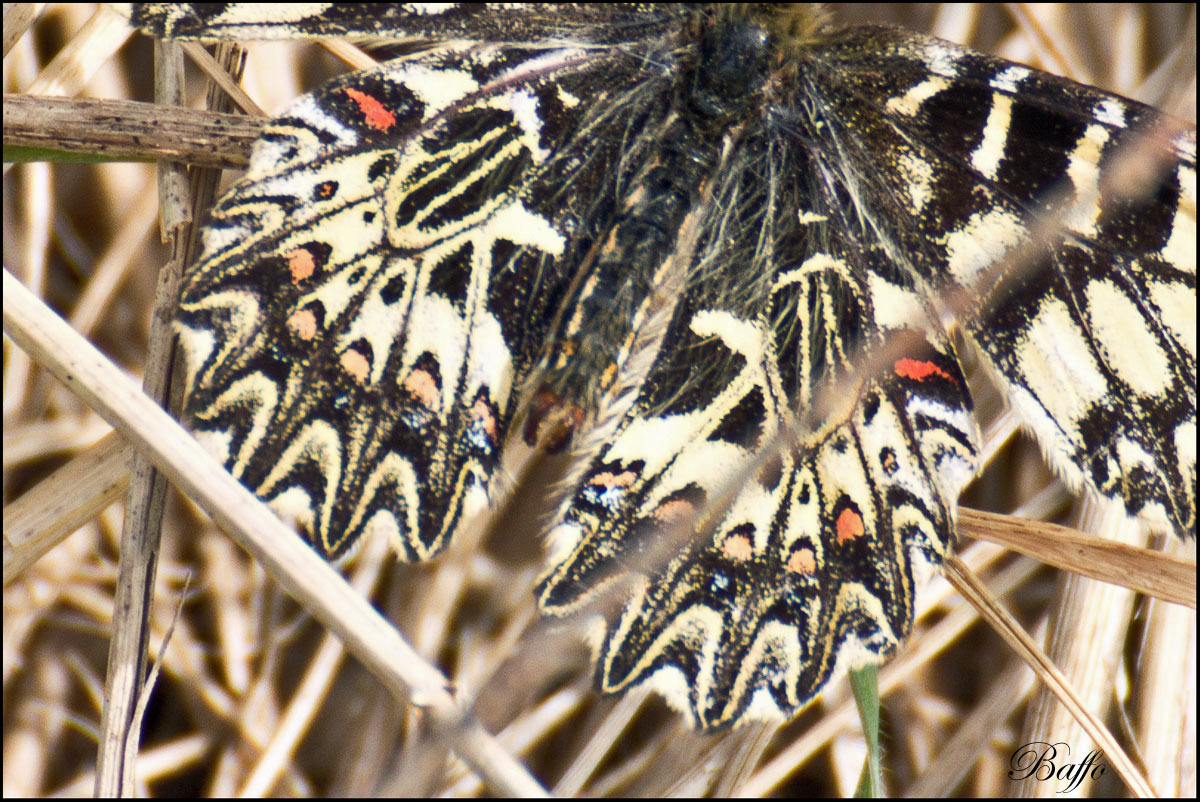 Zerynthia hypsipyle?